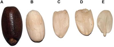 Proteomic Analysis of Embryo Isolated From Mature Jatropha curcas L. Seeds